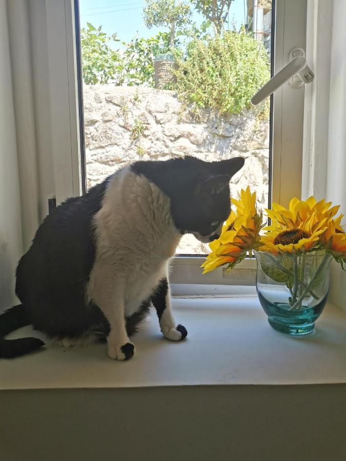 St. Johns Alley Of Poetry And Imaginary Cats OOporto Exteriör bild